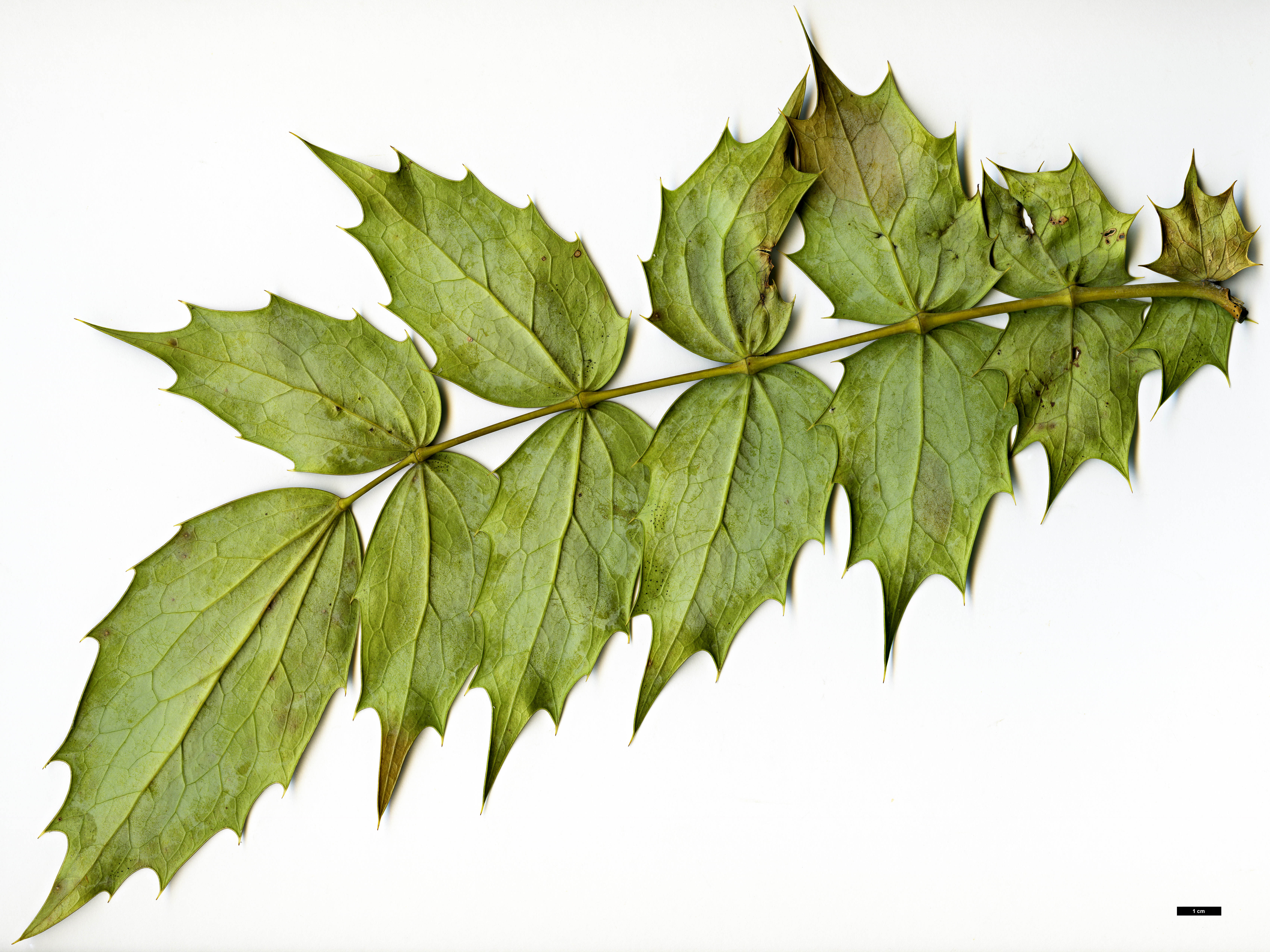 High resolution image: Family: Berberidaceae - Genus: Mahonia - Taxon: 'Winter Bronze'